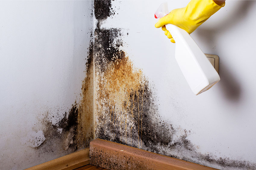 A person sprays a moldy bathroom wall with a white bottle, illustrating a mold removal service in Sacramento, CA.