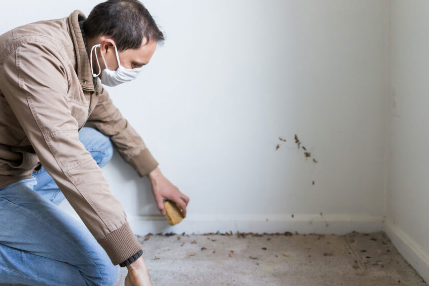 A masked man cleans a moldy room, highlighting a carpet mold removal service based in Sacramento, CA.